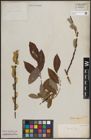 Foto von Salix discolor Muhl.